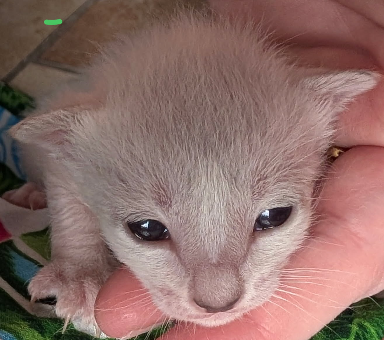 Aspen - Green Collar